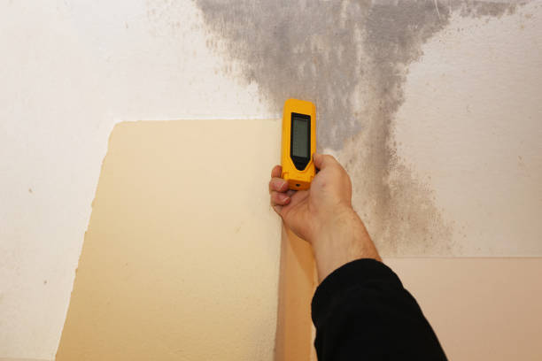 Environmental Consulting for Mold Prevention in West Columbia, SC